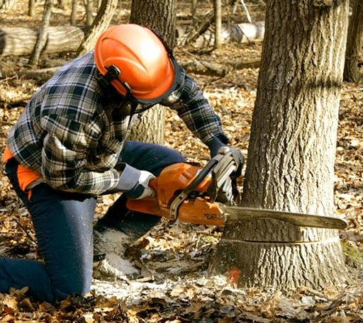 Tree Removal in Newbury, OH